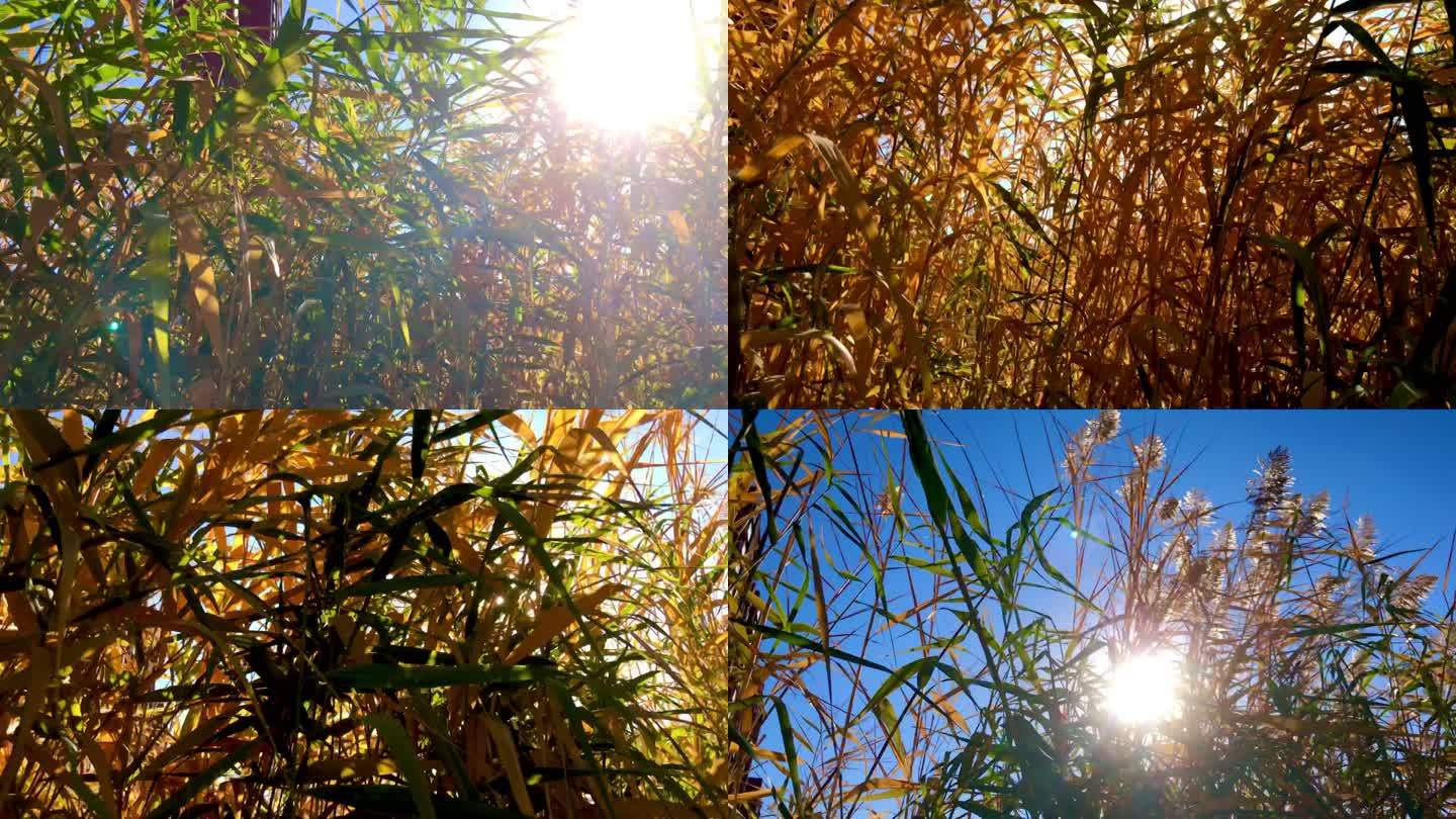 金色 芦苇丛 缝隙 透光
