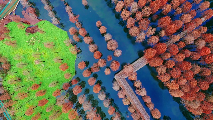秋季航拍上海青浦青西郊野公园水上森林