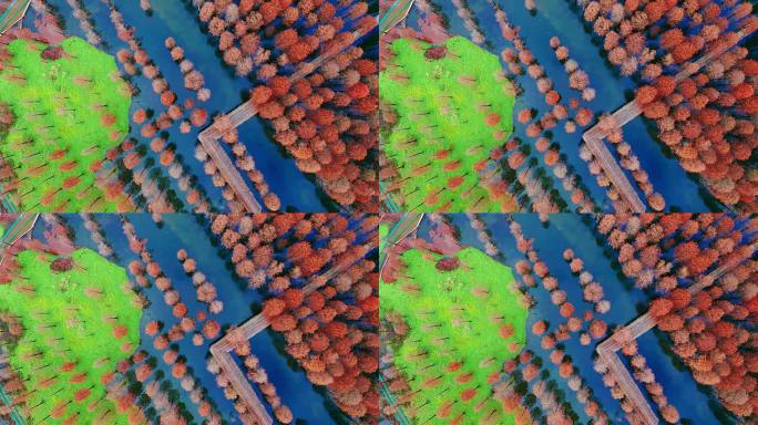 秋季航拍上海青浦青西郊野公园水上森林