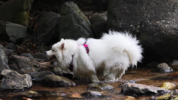 夏季狗狗游泳