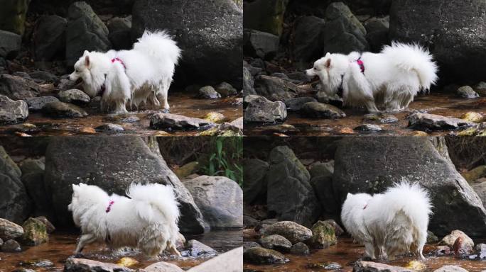 夏季狗狗游泳