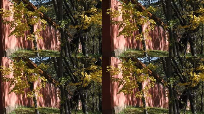 昭陵红墙上的树影