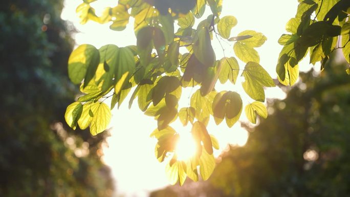 夏日午后阳光树叶逆光
