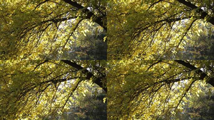 秋天阳光下金色的树叶像瀑布一样闪亮