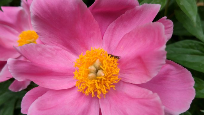原创芍药开花美景特写花蕊蜜蜂采蜜实拍