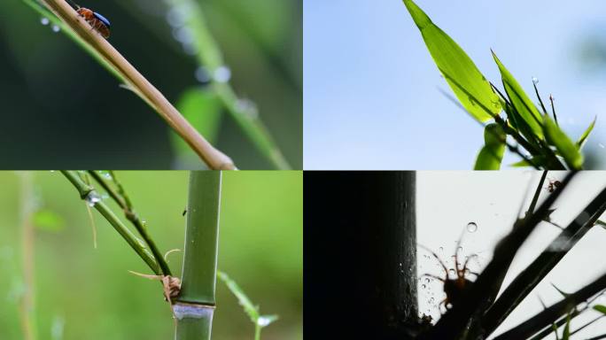 竹子上的昆虫