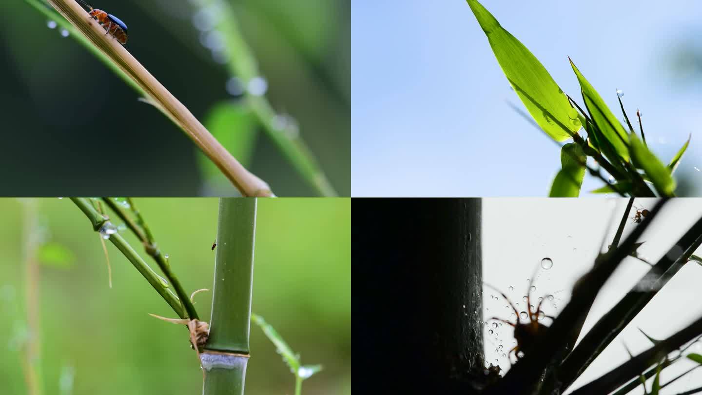竹子上的昆虫