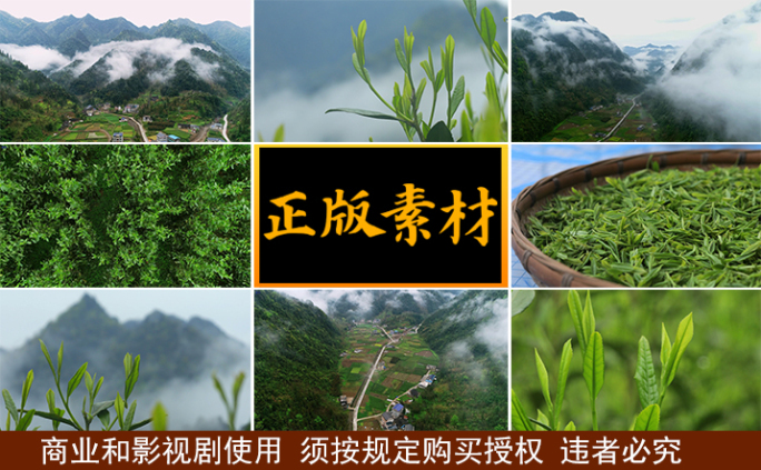 春天山区云雾新茶嫩叶萎凋【集锦】