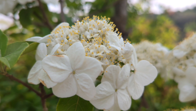 春天美丽的琼花、绣球花、花蕊高清实拍特写