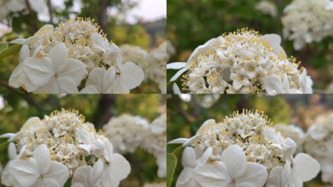 春天美丽的琼花、绣球花、花蕊高清实拍特写