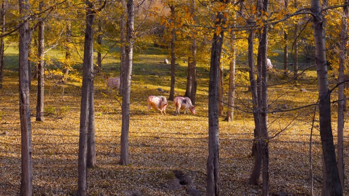 秋天落日唯美光线森林牛吃草