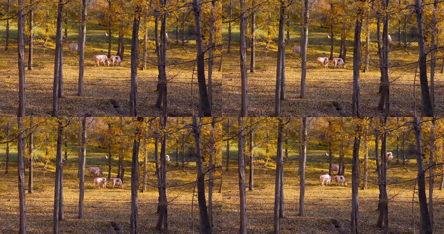秋天落日唯美光线森林牛吃草