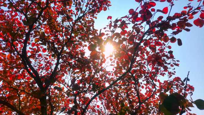 实拍阳光透过树叶红叶绿叶素材