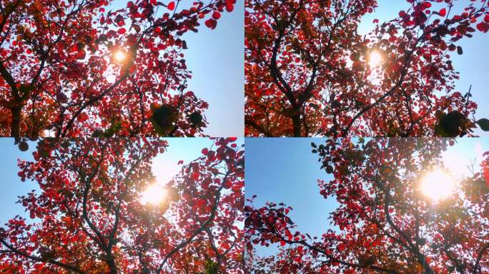 实拍阳光透过树叶红叶绿叶素材