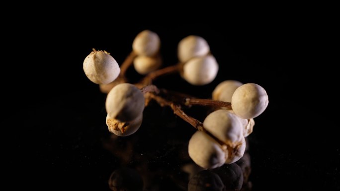 小白豆装饰种子植物标本