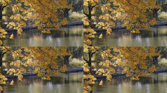 金黄色的树叶倒映在水面上