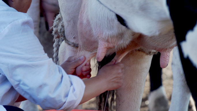 牧民人工挤牛奶实拍