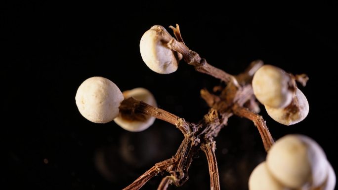 小白豆装饰种子植物标本