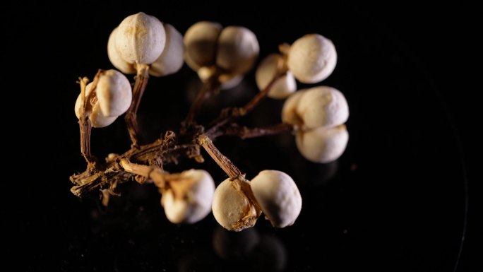 小白豆装饰种子植物标本