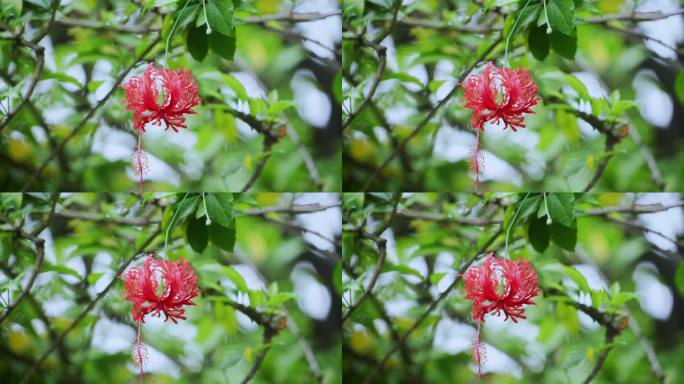 吊灯扶桑花特写