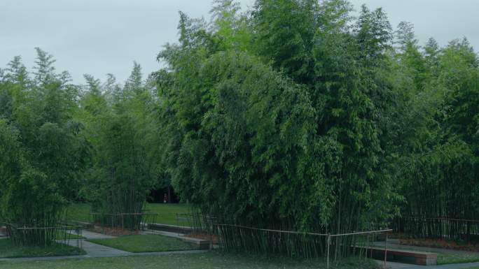 微风吹动斑竹林