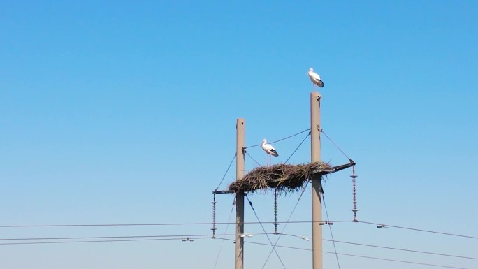 东方白鹳 鸟类 保护区 生态 湿地