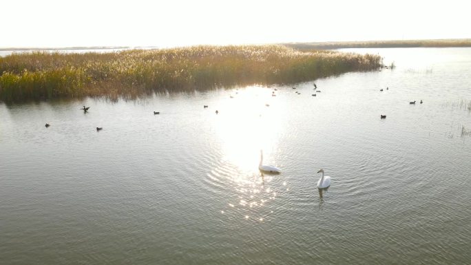 天鹅 唯美 夕阳 湿地 生态 保护区