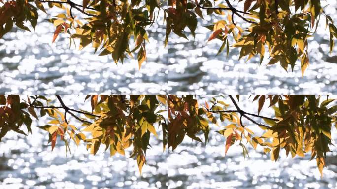秋天黄叶和波光粼粼的水面