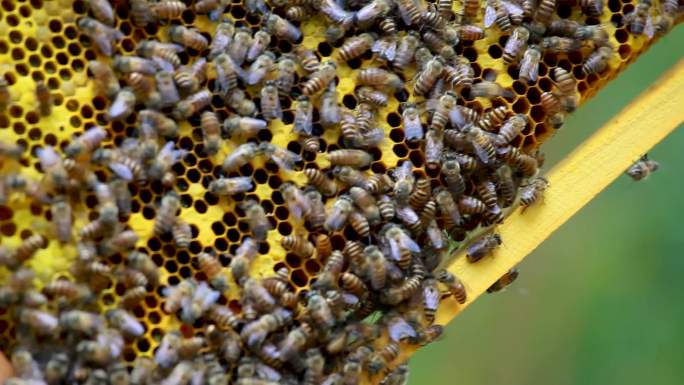 蜜蜂 动物小世界