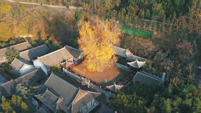 4K航拍西安古观音禅寺千年银杏树