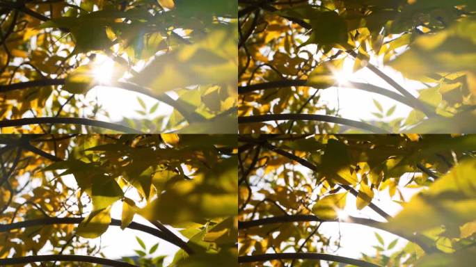 秋天阳光穿过树叶唯美空镜