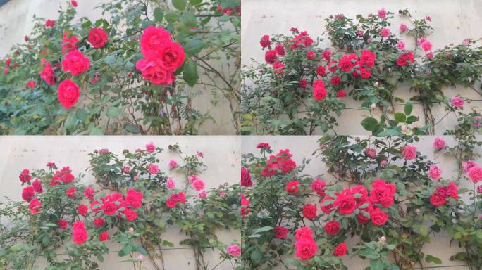 七姊妹红月季花开花墙高清实拍特写