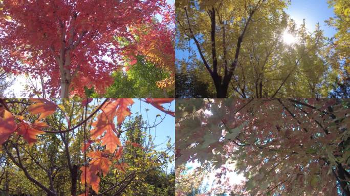 秋天红叶浪漫蝉秋意浓唯美秋天景色枫叶红叶