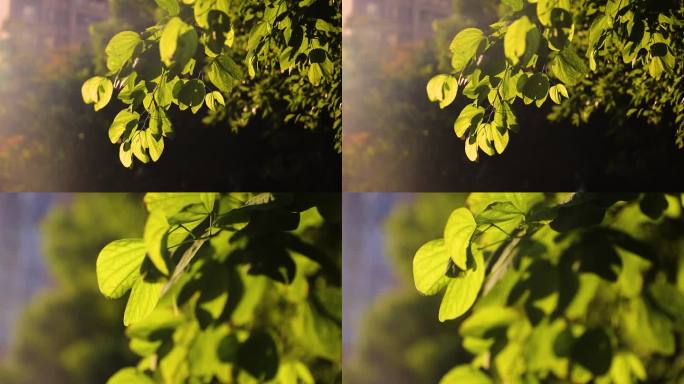 树叶阳光植物生活空镜