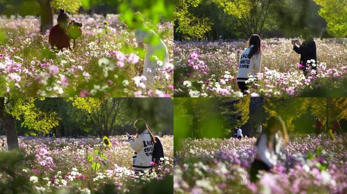 花海拍照 格桑花