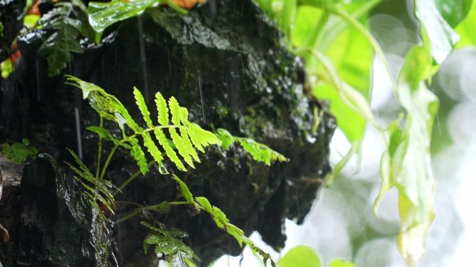 原始森林岩石蕨类植物下雨水滴