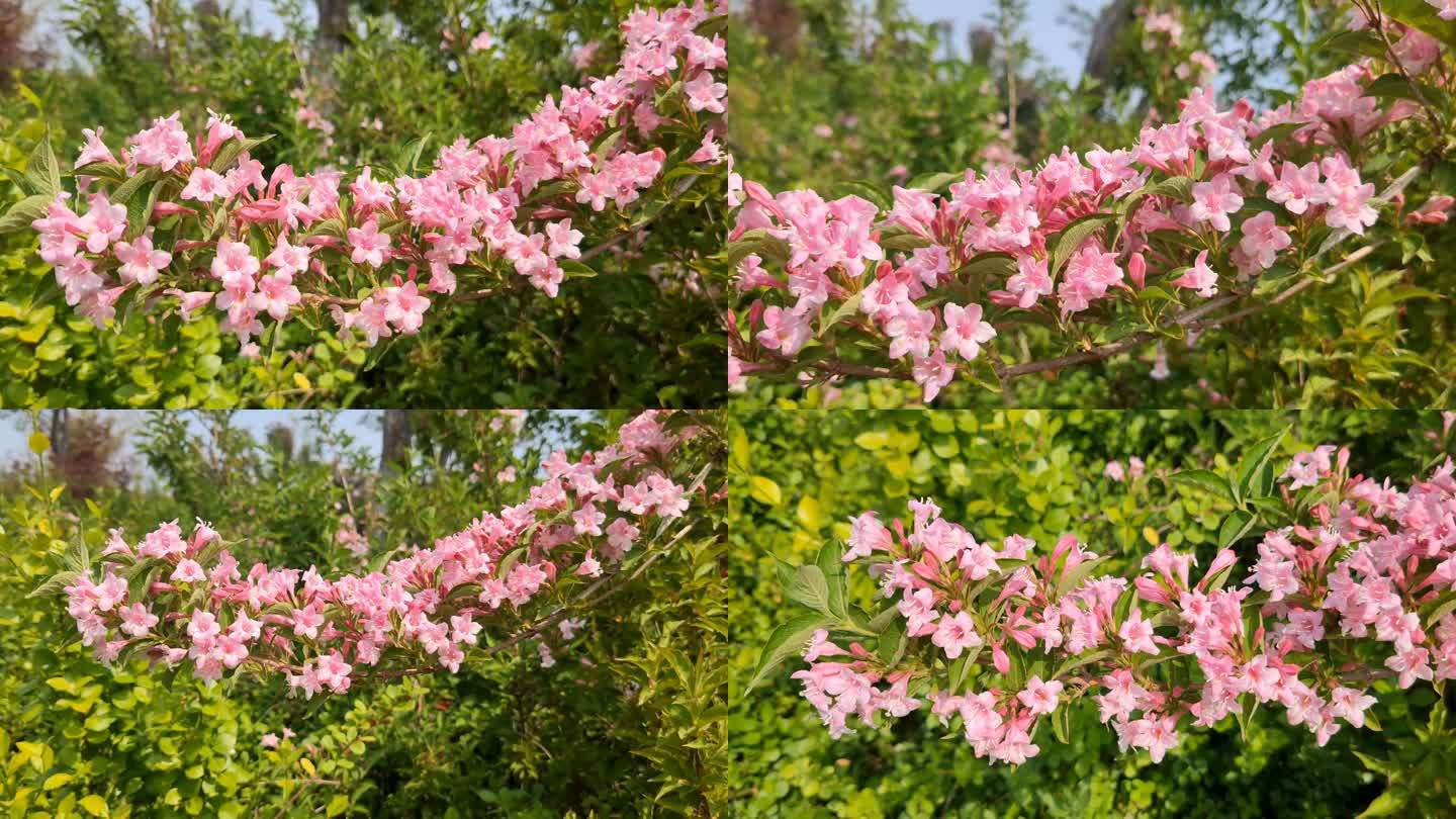 春天美丽的锦带花山花烂漫高清实拍特写