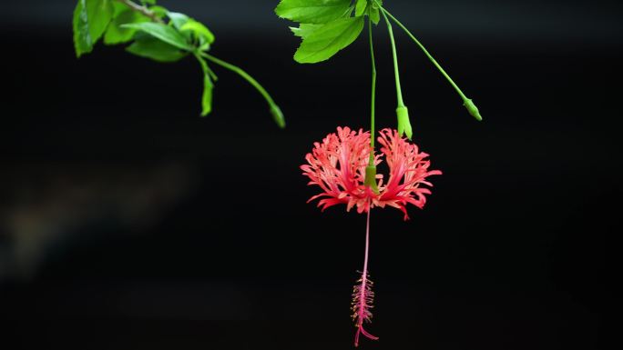 吊灯扶桑花特写