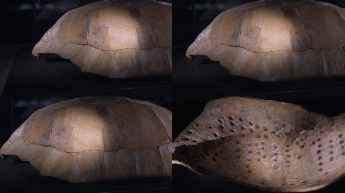 古代占卜龟壳