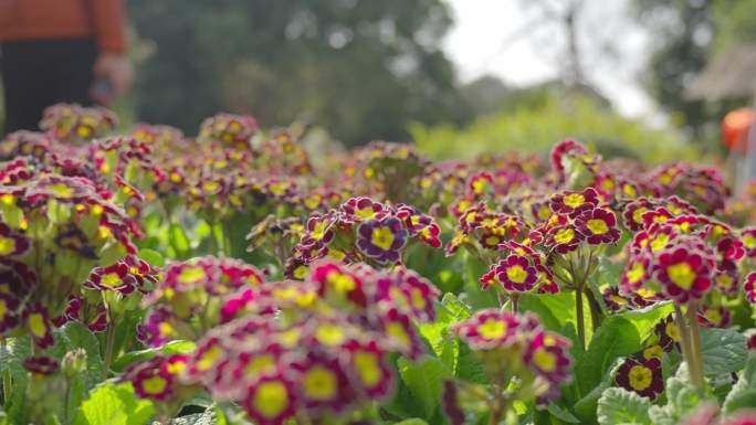 报春花开花混色花