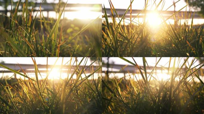 阳光穿过草地唯美空镜