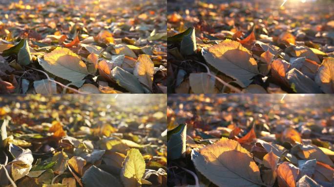 秋天阳光下的唯美落叶空镜