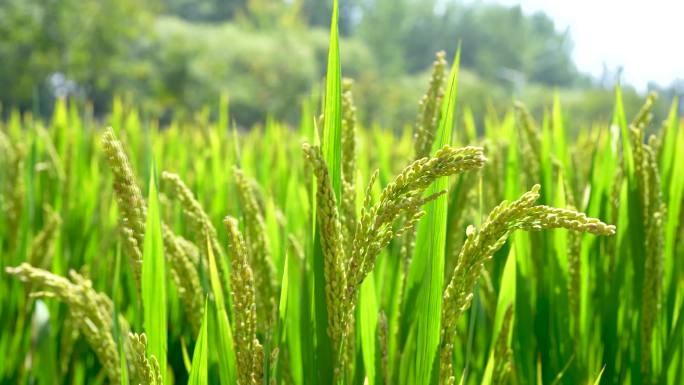 水稻田现代农业