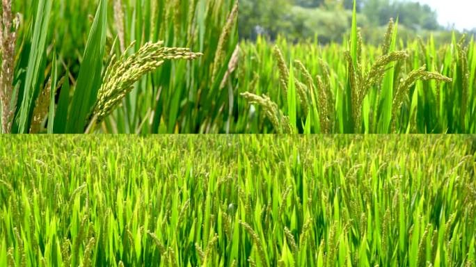 水稻田现代农业