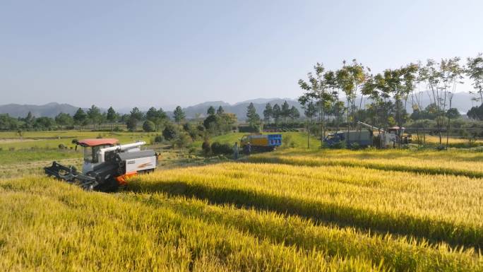 秋季农田水稻机械化收割航拍