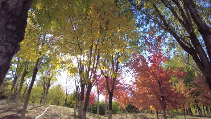 公园秋天公园早晨枫叶秋天红叶深秋阳光树林