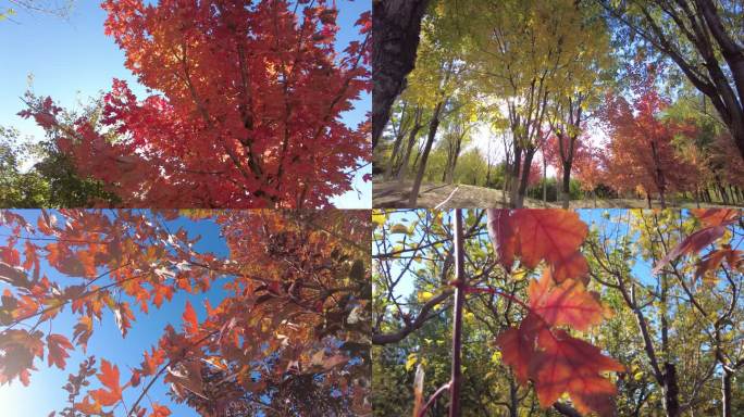 公园秋天公园早晨枫叶秋天红叶深秋阳光树林
