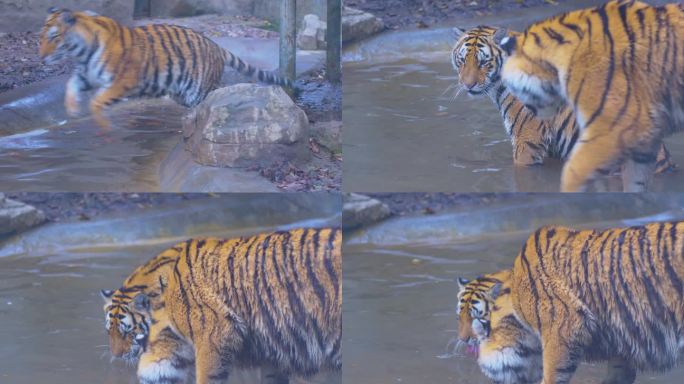 两只老虎戏水