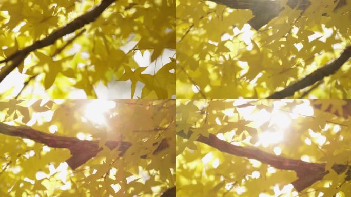 金色枫叶秋天，午后阳光，树叶，阳光明媚，