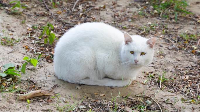 白猫丑猫在户外土地上休息